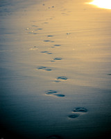 Sunrise On Folly