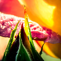 RLS-20230510-013-Rose