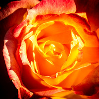 RLS-20230510-001-Rose