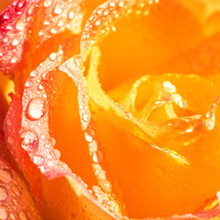RLS-20230510-010-Rose