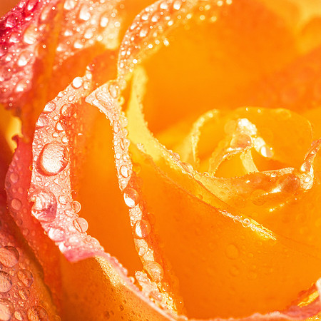 RLS-20230510-010-Rose