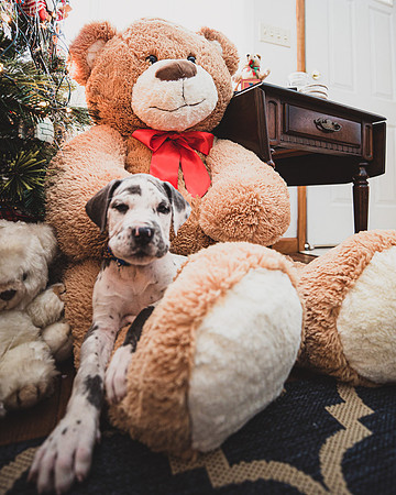 Christmas 2020 - Daima